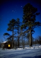 månskensnatt över skogskojan, tallar
pinus sylvestris
pine tree