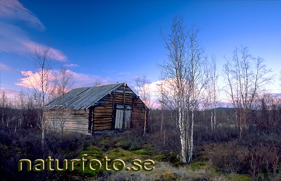 Lada, paksuniemi lappland  