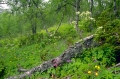 ängsbjörkskog