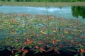 vattenpilört
persicaria amphibia