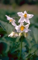 mandelpotatis i blom
solanum