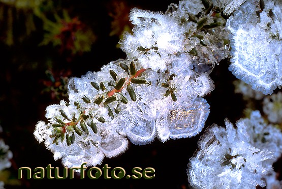 kr�kb�rsblad
�mpetrum,  - bilder images 93101126 kr�kb�rsblad �mpetrum v�xter plants ice isigt naturis natursn� nature isar  