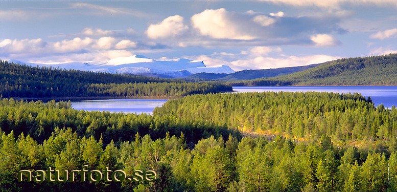 Skogar sj�ar och fj�ll, laxforsen oinakkaj�rvi torne�lven lappland  