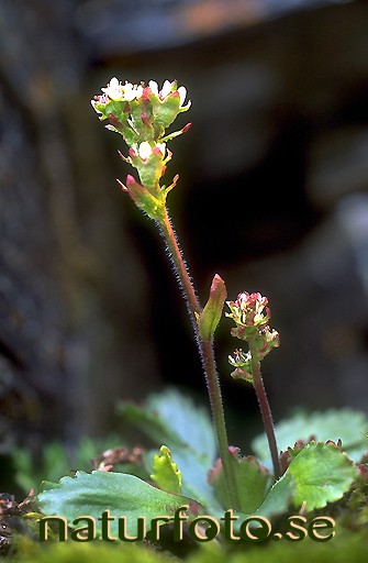 Fj�llbr�cka
saxifraga nivalis,   