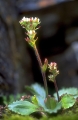 fj�llbr�cka
saxifraga nivalis
