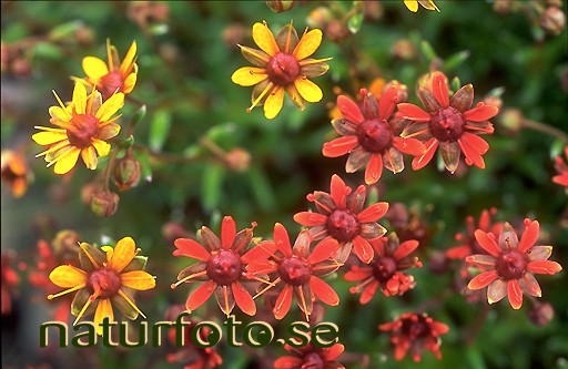Gullbr�cka
saxifraga aizoides,   
