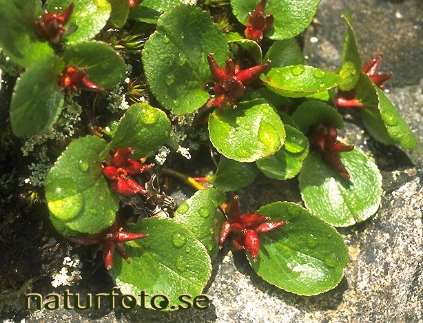Dv�rgvide
salix herbacea,   
