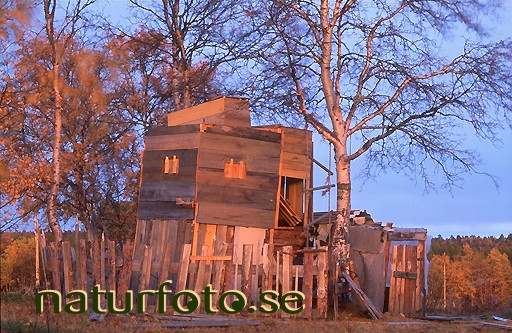 koja, mertaj�rvi lappland - 95092219 lapland bilder images lappland mertaj�rvi koja huts buildings byggnader culture kultur playing lek byggnaderna brun brown rosa pink orange landsbygd landsbygder countryside byar villages  