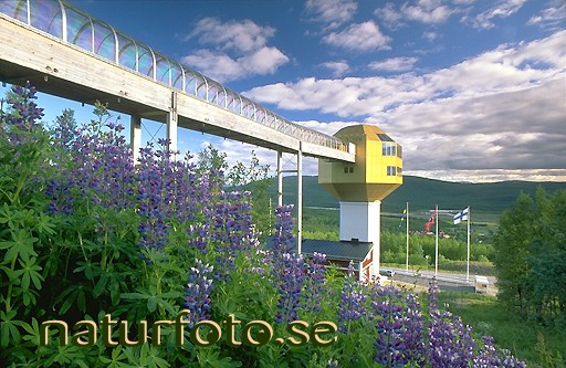 Lupiner och restaurang
lupinus, hemavan storuman lappland  