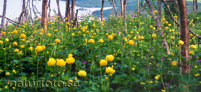 sm�rbollar
trollius eurapeus, bolnnuluokta p�lnoviken lappland - 96072876 lapland bilder images lappland sm�rbollar panoramabilder panoramic bolnnuluokta p�lnoviken flowers blommor plants v�xter meadows �ngar yellow gul landskap landscapes scenery sceneries trollius eurapeus wilderness gr�nska milj� environments nature vildmark greenery frodig lush fj�llv�xter mountains  