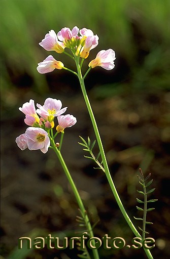K�rrbr�sma
cardamine polemonioides dentata,   