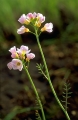 k�rrbr�sma
cardamine polemonioides dentata