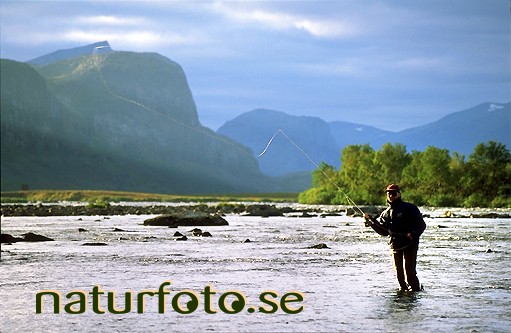 Flugfiske av harr, sirccam cihkkumbakti kaitumjaure gaidumjavri kaitum�lven gaidumeatnu  g�llivare lappland  