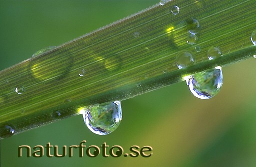 Regn p� gr�s,   
