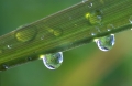 regn p� gr�s