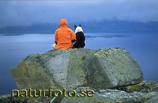 Sitta p� stenblock, tornetr�sk njulla abisko nationalpark lappland  