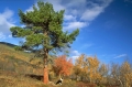 karelsk björnhund vid fjälltall
pinus sylvestris
pine tree