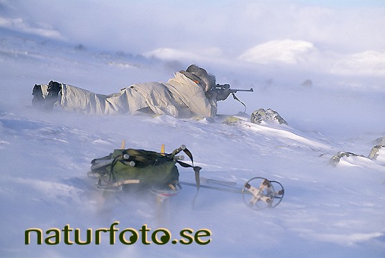 Ripjakt i fj�llen, avtsusjvagge saltoluokta jokkmokk lappland  