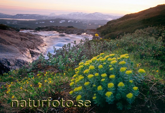 rosenrot
rhodiola rosea, loktajohka l�ktaj�kka lappland - lapland bilder images 97071823 loktajohka lappland rosenrot l�ktaj�kka rhodiola rosea flowers plants fj�llv�xter fj�llblomma fj�llblommor sommarnatt fj�llv�xterna gul yellow nature summer night summernights mountains  