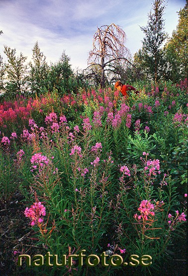 Mj�lk�rt
epilobium angustifolium,   