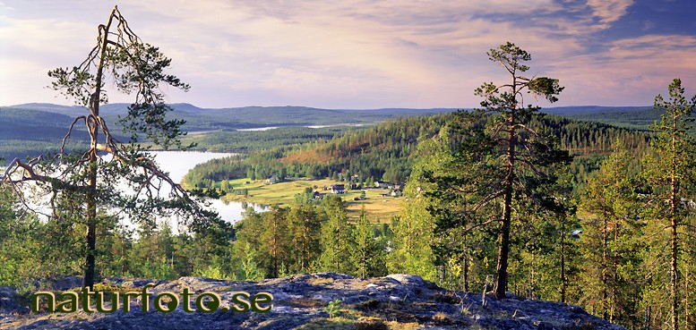 Tallar p� berget, svanstein kynsivaara torne�lven �vertorne� tornedalen norrbotten  