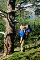 vandrare vid fjälltall
pinus sylvestris
pine tree