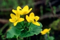 kabbeleka
caltha palustris