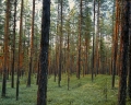 tallskog
pinus sylvestris
pine tree
