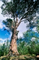trädklättring
pinus sylvestris
pine tree