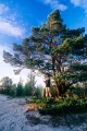 sandås, tallar
pinus sylvestris
pine tree