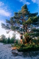 sand�s, tallar
pinus sylvestris
pine tree