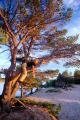 vila p� tallgren, tallar
pinus sylvestris
pine tree
