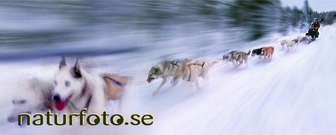 Taisto thorneus hundspann, kauppinen kiruna lappland  