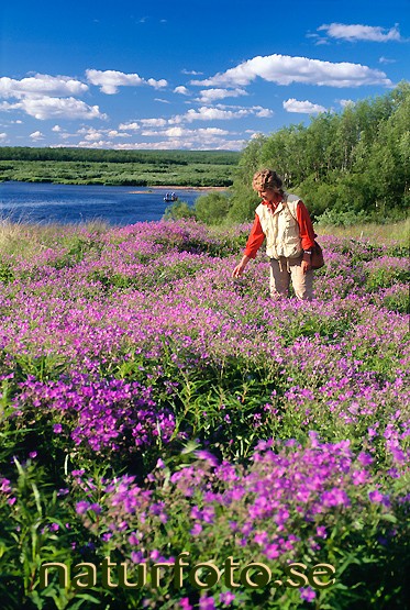 Skogsn�va, midsommarblomster
geranium sylvaticum, liedakka lainio�lven lappland  