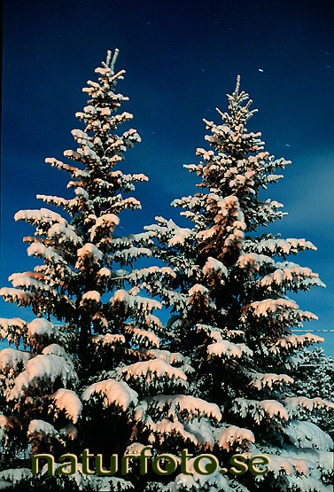 Granar
picea abies, medelpads landskapsväxt  