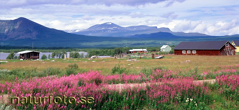Mj�lk�rt vid byv�gen
epilobium angustifolium, kattuvuoma, lappland  