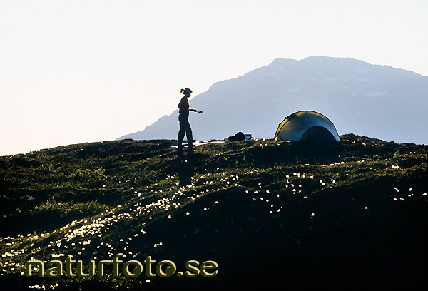 T�ltl�ger, njunjis, lappland  