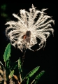 fj�llsippa
dryas octopetala
