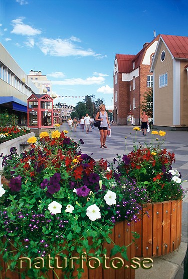 Blommor centrum, g�llivare, lappland  
