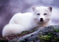fj�llr�v i h�ngn
alopex lagopus