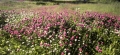 r�dkl�ver
trifolium pratense