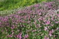 r�dkl�ver
trifolium pratense