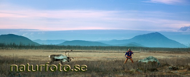 Same kastar lasso
lars-ante kuhmunen, lars-ante kuhmunen, rensj�n, lappland  