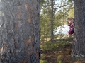 liten flicka leker bland tallar
pinus sylvestris
pine tree