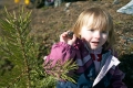 liten flicka leker med tallkottar, tallar
pinus sylvestris
pine tree