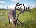 ren
reindeer
