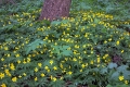 gulsippor i sk�ne
anemone ranunculoides