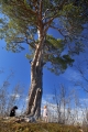 hund, tall och flicka
pinus sylvestris
pine tree