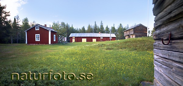Hembygdsg�rden, t�rend�, pajala, tornedalen norrbotten  