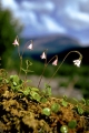 linnea 
linnea borealis